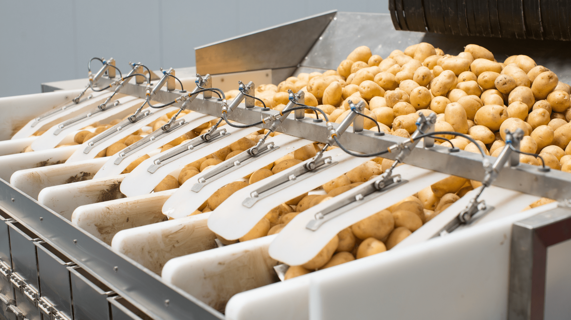 We are looking for employees for potato sorting